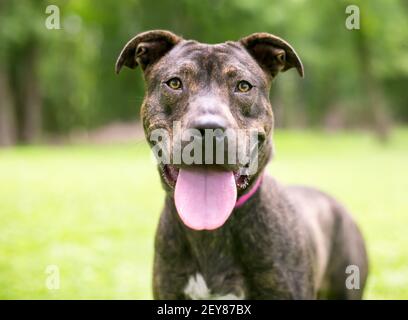 Un brindle Pit Bull Terrier razza mista cane con una lingua grande, ansante Foto Stock