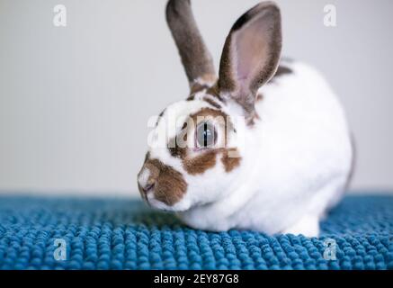 Un coniglio di razza Rex marrone e bianco seduto sopra una coperta blu Foto Stock