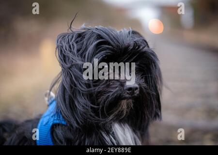 un ritratto di un cane bolonka nero Foto Stock