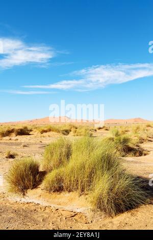 Montagna vecchio fossile nel deserto marocco sahara Foto Stock