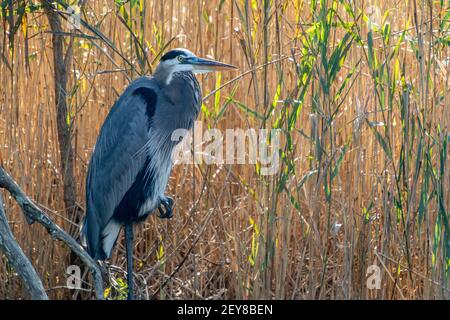 Un grande airone blu (Ardea herodias) si trova su una gamba contro uno sfondo di canne abbronzanti al prime Hook National Wildlife Refuge, Delaware, USA Foto Stock