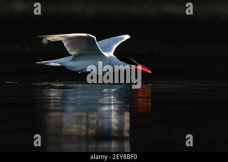 Caspian Tern che vola in basso sull'acqua Foto Stock