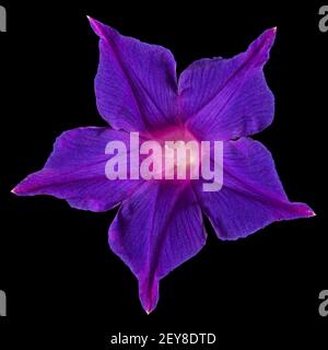 Fiore viola di ipomea, gloria giapponese mattina, convolvulus, isolato su sfondo nero Foto Stock