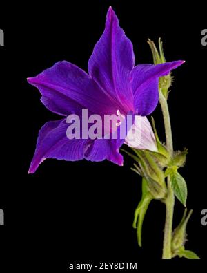 Fiore viola di ipomea, gloria giapponese mattina, convolvulus, isolato su sfondo nero Foto Stock