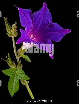 Fiore viola di ipomea, gloria giapponese mattina, convolvulus, isolato su sfondo nero Foto Stock