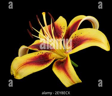 Giallo-borgogna fiore di giglio, isolato su sfondo nero Foto Stock