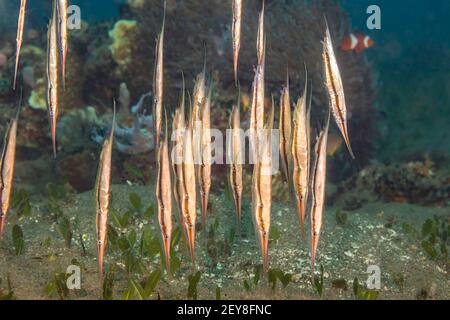 Scolando gamberi, Aeoliscus strigatus, nuotate in verticale, a testa in giù, posizionate e nutrite i crostacei planctonici. Filippine. Foto Stock