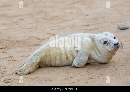 Guarnizione grigia (gripo di Halichoerus). Due settimane più cucino. Testa sollevata. Pelliccia bianca. Pieghe del corpo fianco indicative della partenza delle madri. Inizia l'indipendenza. Foto Stock