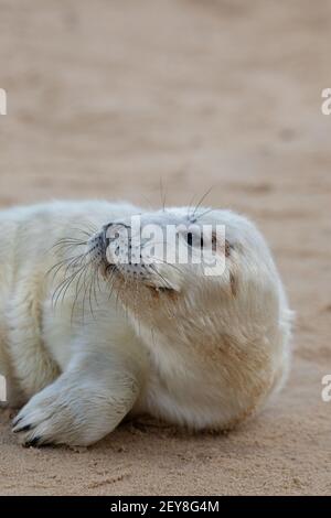 Guarnizione grigia (gripo di Halichoerus). Cucino di due settimane. Testa sollevata. Pelliccia bianca. Whisker. Macchie di origine Vibrissae. Sensibile. Adagiato su una spiaggia di sabbia, W Foto Stock