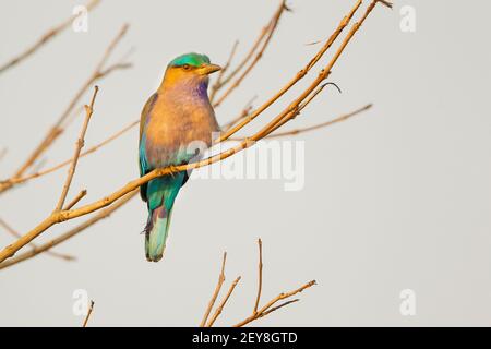 Rullo indiano (Coracias benghalensis) Foto Stock