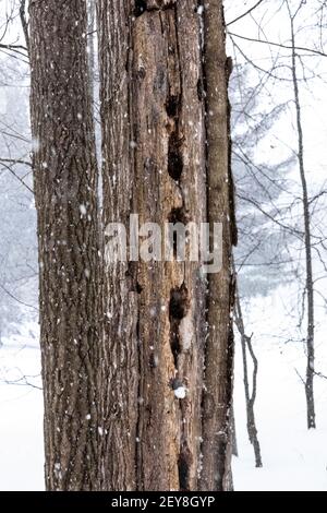 Pecker Pileated, Dryocopus pileatus, buchi in un albero morto inverno nel Michigan centrale, Stati Uniti Foto Stock