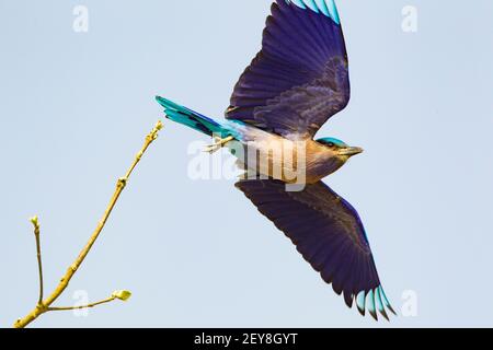 Rullo indiano (Coracias benghalensis) in volo Foto Stock