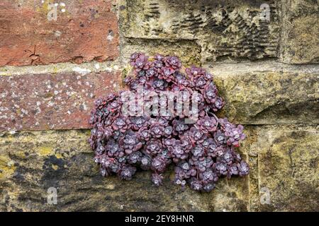 Sedum spathulifolium "purpurpureum", conosciuto anche come Stronecrop a foglia larga viola che cresce su un muro di pietra Foto Stock