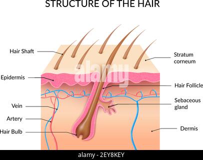 Infografiche dell'anatomia dei capelli umani con sezione trasversale degli strati della pelle bulbo follicolare e albero e ghiandola sebacea vettore realistico illustrazione Illustrazione Vettoriale