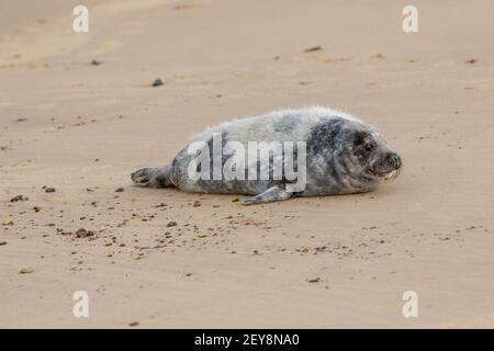 Gray Seal (Halichoerus grypus). Cucito di settimane. Molatura natale pelliccia bianca, con il pelage grigio adolescente in gran parte sul posto. Winterton, Norfolk. Foto Stock