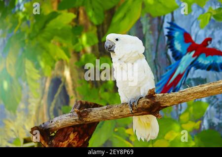 Un Cockatoo bianco che perching su un ramo di un albero su uno sfondo sfocato Foto Stock