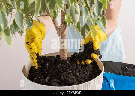 le mani femminili in giallo tengono una pianta domestica per il trapianto. Foto Stock