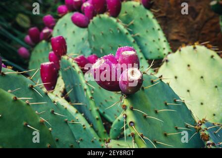 Cactus di Cowtongue (Opuntia engelmannii) che cresce in giardino botanico Foto Stock