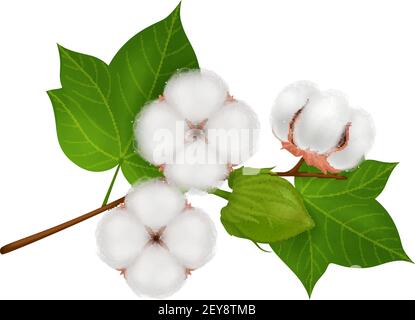 Fiore di cotone colorato ramo composizione realistica con tre bellissimi fiori immagine vettoriale su sfondo bianco Illustrazione Vettoriale