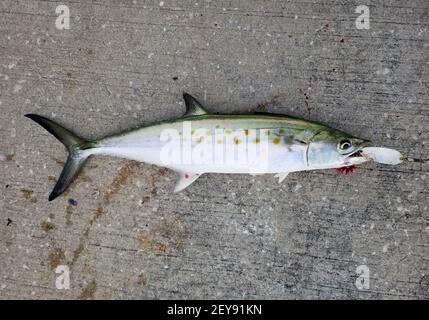 Uno sgombro spagnolo appena pescato sul lure di pesca bianco Foto Stock