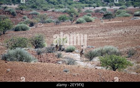 Giraffe alte in un letto di fiume durante la giornata visitando Damaraland nel nord della Namibia. Foto Stock