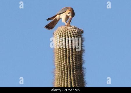 American Kestrel su Saguaro Foto Stock