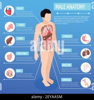 Poster isometrico anatomico maschile con modello infografico del corpo umano e descrizione dell'illustrazione vettoriale degli organi interni Illustrazione Vettoriale