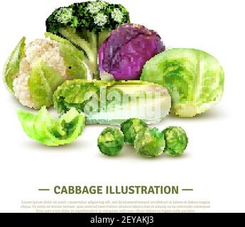 Composizione realistica con cavolo bianco e teste di scotch kale cinese lascia bruxelles germogli broccoli e cavolfiore illustrazione vettoriale Illustrazione Vettoriale