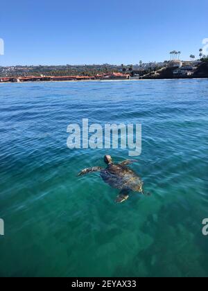 San Diego, California, Stati Uniti. 5 marzo 2021. Una tartaruga marina arriva in aria a la Jolla Cove, che è protetta come parte di una riserva marina. La zona è piena di vita marina e popolare tra gli amanti dello snorkeling, dei nuotatori e delle immersioni subacquee. Credito: K.C. Alfred/ZUMA Wire/Alamy Live News Foto Stock