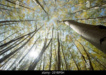 Quaking Aspen boschetto in autunno - fisheye prospettiva - SW Colorado Foto Stock