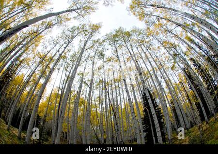 Quaking Aspen boschetto in autunno, fisheye prospettiva, SW Colorado Foto Stock