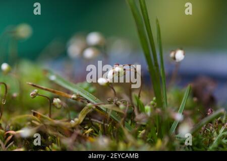 Macro di Whitlowgrass comune (Erophila verna) in habitat naturale, Essex, Gran Bretagna Foto Stock