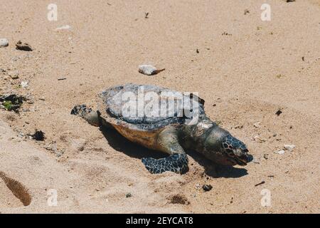 Dead sea turtle corpo sulla spiaggia di sabbia Foto Stock