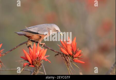 Foto d'inventario con coda di castagno e stellante ritratto. Foto Stock