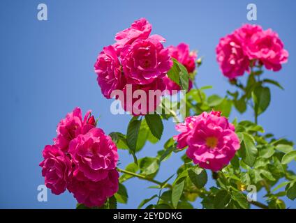 Di un bel colore rosa rose rampicanti in primavera nel giardino Foto Stock