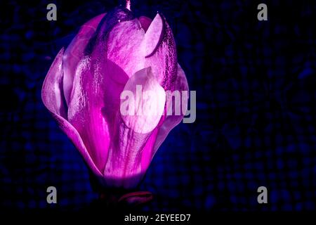Grande fiore di magnolia sull'acqua scura. Macro artistica primo piano. Eleganti petali bagnati che si illuminano e si modellano nell'acqua. Foto di alta qualità Foto Stock