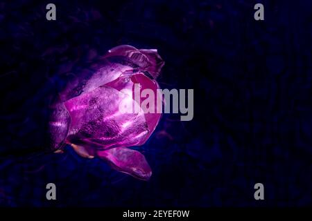 Grande fiore di magnolia sull'acqua scura. Macro artistica primo piano. Eleganti petali bagnati che si illuminano e si modellano nell'acqua. Foto di alta qualità Foto Stock