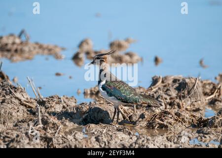 northern lapwing, nyivit, Vanellus vanellus, Ebro Delta, Catalogna, Spagna Foto Stock