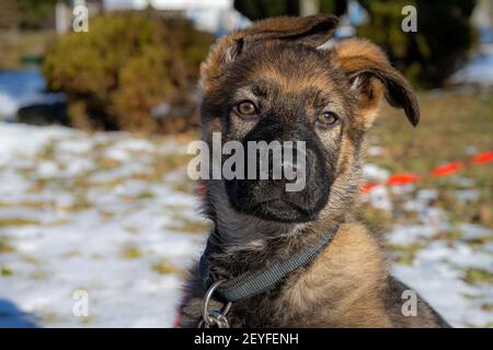 Un ritratto di un cucciolo di pastore tedesco di dieci settimane. Primo piano Foto Stock