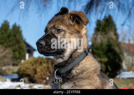 Un ritratto di un cucciolo di pastore tedesco di dieci settimane. Primo piano Foto Stock