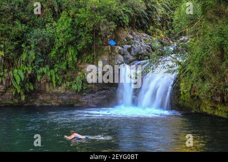 Una cascata nella foresta neozelandese, con un nuotatore nella piscina sottostante. Cascate di Raparapahoe, Bay of Plenty, Nuova Zelanda Foto Stock