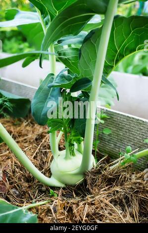 kohlrabi nel giardino. Kohlrabi pianta di cavolo in un giardino ecologico della fattoria. Messa a fuoco selettiva. Foto Stock