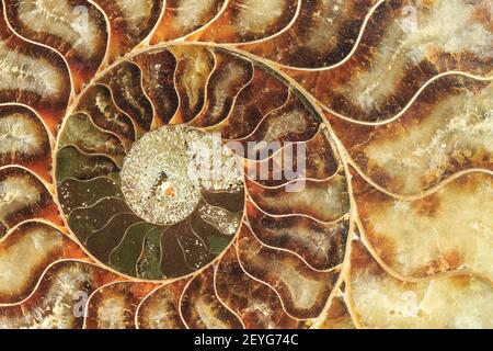 Una sezione trasversale del guscio a spirale di un'ammonite, una creatura marina estinta Foto Stock