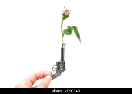 Vista del raccolto di una mano femmina che tiene una piccola pistola con una rosa rossa nel cilindro isolato su bianco. Foto Stock