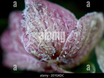 Gelsenkirchen, Germania. 06 marzo 2021. I cristalli di ghiaccio si sono formati sul fiore di una lenticchia durante la notte fredda a temperature inferiori. Credit: Caroline Seidel/dpa/Alamy Live News Foto Stock