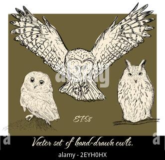 Set di isolato disegnati a mano gufi 1. Foto Stock