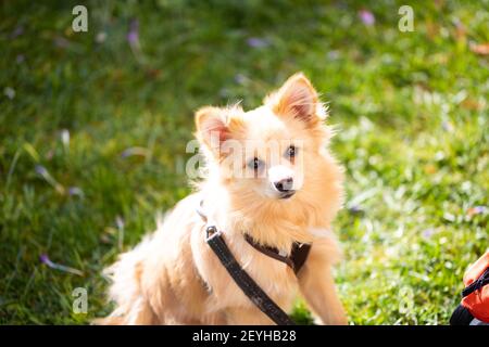 Ritratto di un pomeranian Foto Stock