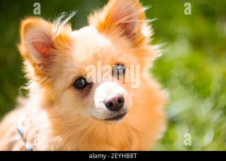 Ritratto di un cane pomeraniano, bello Foto Stock