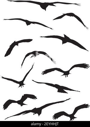 White Herons Birds, set di silhouette con ombra in movimento Illustrazione Vettoriale