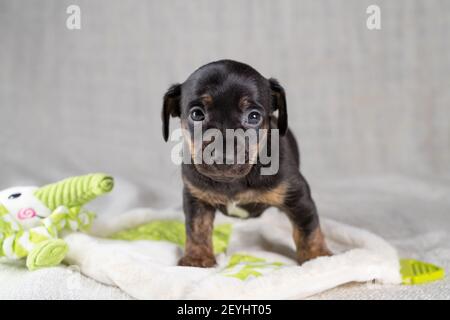 Marrone e nero, ravviva Jack Russell Terrie cucciolo. Si trova su un elefante giocattolo. Cane visto di fronte. Sfondo color crema Foto Stock